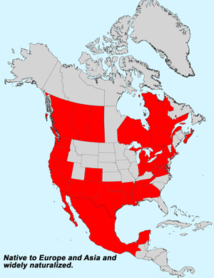 North America species range map for Blessed Milkthistle, Silybum marianum: Click image for full size map.